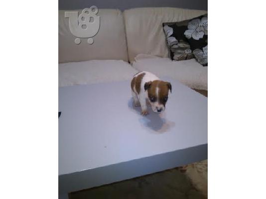 Jack Russell Καθαροαιμα κουτάβια ευκαιρία Αθηνα 6988190151